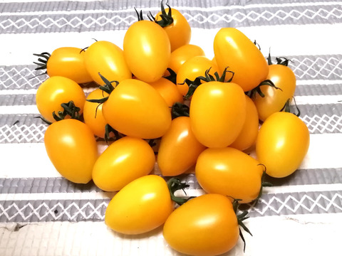 新商品❗あま～いプチトマト
(イエローアイコ)　
酸味が無くとにかく甘い💛
赤アイコとの合わせ買いに最適です。