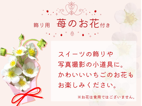 子どもが喜ぶ夏イチゴ☆7月限定の超大粒☆(2025年7月お届け)