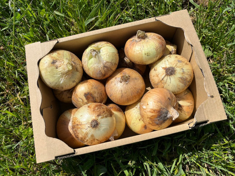 玉ねぎ　1箱8キロ