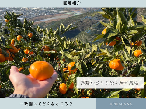 超完熟宮川早生⭐︎屋根かけ越冬みかん　5キロMサイズギフトにも！　有田みかん　早生みかん