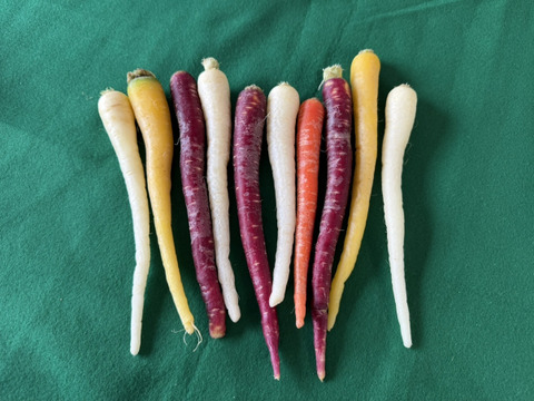 ’'ノウフク’’  食卓を彩る！カラフル人参(訳あり）　1kg　
東京エコ100認証取得