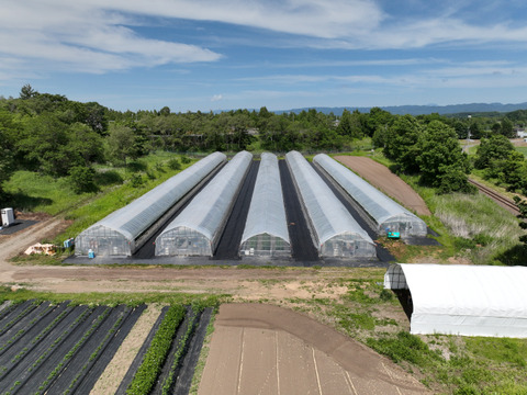 【北海道産】🍅樹上熟3段採り🍅桃太郎トマト2kg箱〈正品〉