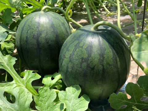 【６月発送】【夏ギフト】小玉スイカ1玉入1箱