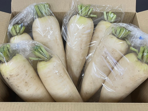 送料無料特集 | 激安の新品・型落ち・アウトレット 農薬不使用】火が通りやすい！使い切りミニ大根 4袋 約4kg：兵庫 野菜