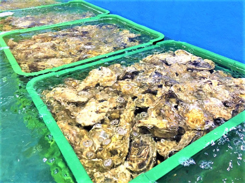 【 牡蠣 】みるくがき Ｍサイズ 40個（2.8～3.6kg）  福岡県糸島産 活 牡蠣