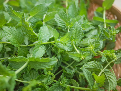 採れたて！新鮮ペパーミント 100g 【農薬化学肥料不使用】