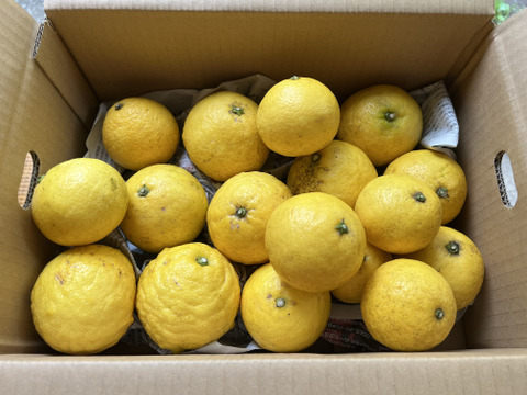 【農薬不使用】無選別✳︎ご家庭用ニューサマオレンジ3kg