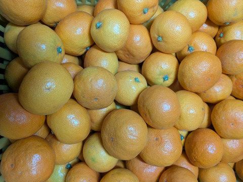 （超限定）濃厚ゆら早生！　2ｋｇ（箱込み）