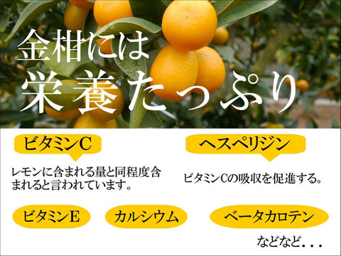 【金柑バラエティセット】生でガブっと完熟ハウスきんかんパック（450g）、金柑甘露煮（550g）