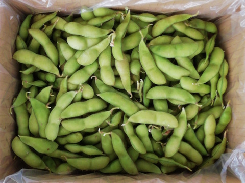 【朝どり直送】丹波黒豆の枝豆1.5kg(栽培期間中農薬不使用、常温便)