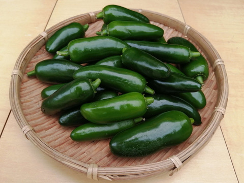 生のハラペーニョ (jalapeño)