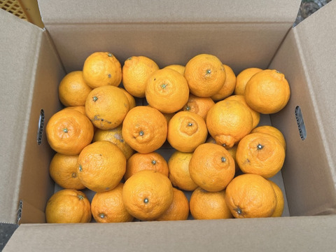 🍊手でむけて食味も◎不知火小玉サイズ！ご家庭用しらぬい4.5kg