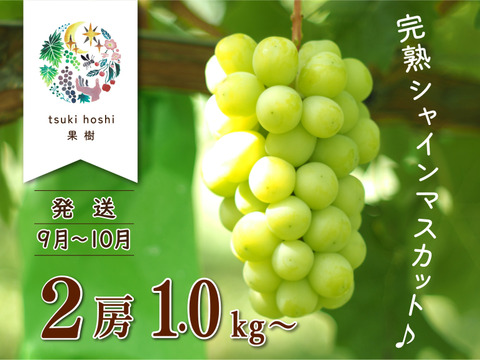 【冬ギフト】完熟シャインマスカット1㎏以上