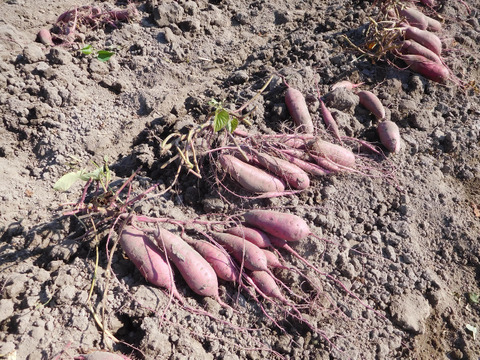ねっとり甘～い♪「冷やし焼き芋」1.4kg（大分県産自然栽培べにはるか使用・冷凍便）