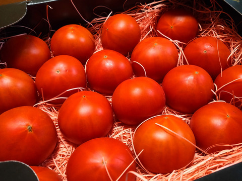 ～春だけの最上級トマト～ ぜいたくトマト《極み》