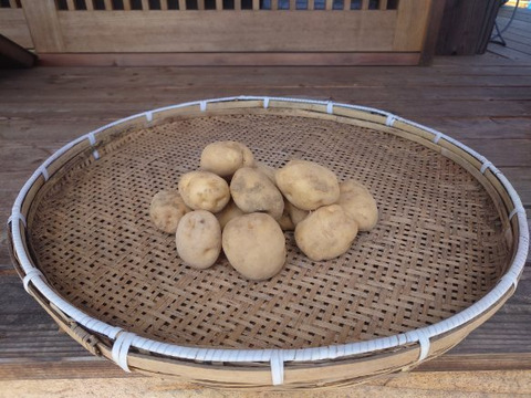 栽培中農薬・化学肥料不使用　男爵いも　箱込　２ｋｇ