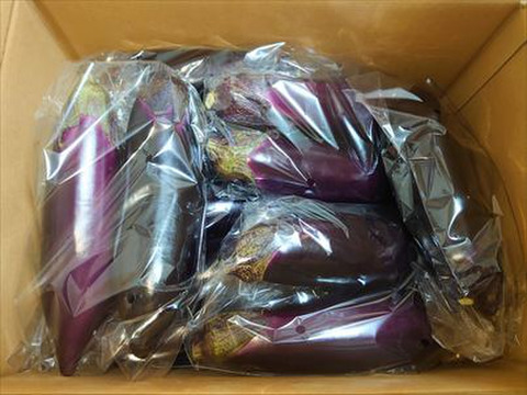 -記憶に残る茄子- 特別栽培　石田茄子　20本