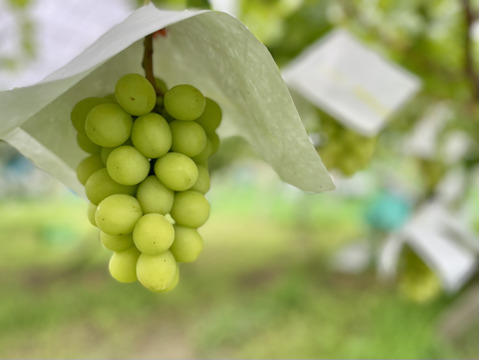 シャイン2房+とろ〜り桃搾り1本【ギフトにも】