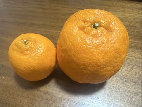 愛農園🍊5kg   ポンカン