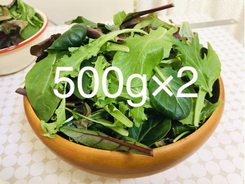 【減農薬栽培】シャキシャキ！　ベビーリーフ🍃　500g×2袋