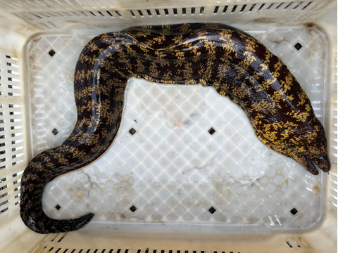 本日の1点物！ウツボの頭４匹分（冷凍品）サイズはアソートです