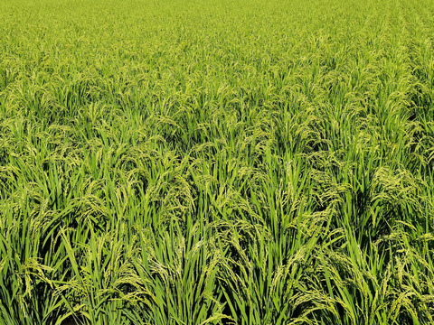 《農薬不使用・肥料除草剤不使用》お日さまたっぷりのお米『日本晴』【白米】5kg・2025年和歌山県産