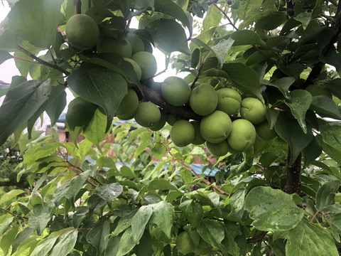青梅２㎏（１㎏袋✕２袋入）山形から直送