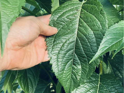 ほんのり甘い、箕輪町の杜仲茶（15包）アルプスが育んだ、ノンカフェインティー