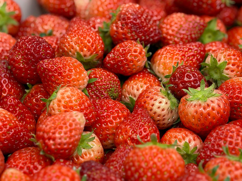 【たっぷり使える】訳ありよつぼし１kg｜ジャム・スムージー加工用に