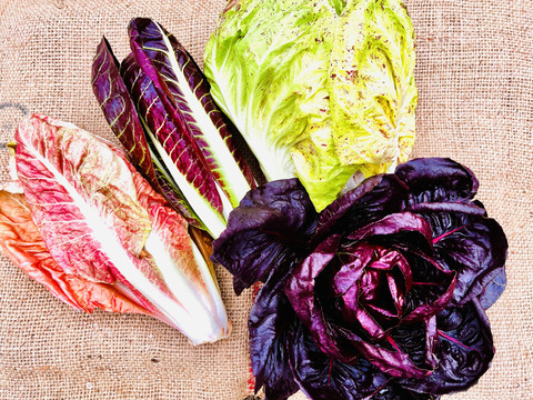 魅惑のイタリア野菜ラディッキオ3種