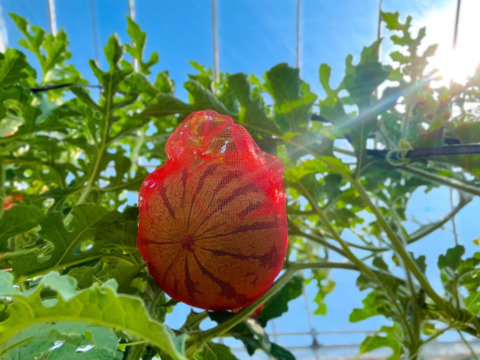 【夏ギフト】贅沢な甘さとシャリ感『空中育ちの大玉すいか』６kg　１玉