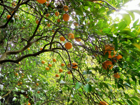 【自然栽培】樹上完熟の甘夏みかん3kg（大分県産・栽培期間中農薬、肥料不使用）