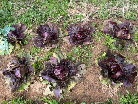 【淡路島産】有機肥料100%で育てた冬野菜１０種詰め合わせ🥬
