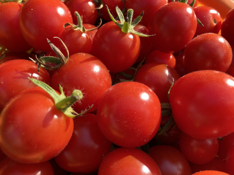 人気なミニトマト食べ比べ！ほれまる＆まゆか（4パックずつ／農薬不使用）