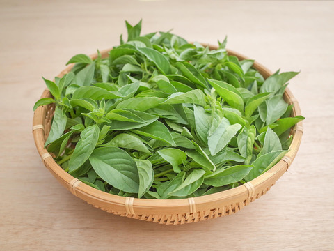 採れたて！新鮮ライムバジル 300g 【農薬化学肥料不使用】