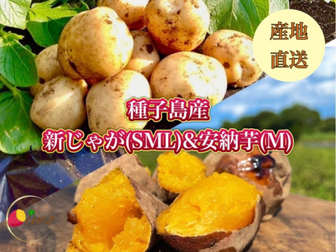 【期間限定】種子島産 新じゃが(SML)＆熟成安納芋(Mサイズ) セット ｜1箱3kg(箱別)