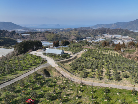 【数量限定】お試しサイズ、グリーンリスボン　1.5キロ