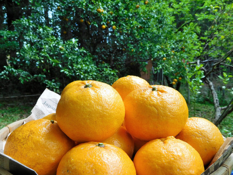 【自然栽培】樹上完熟の甘夏みかん6kg（大分県産・栽培期間中農薬、肥料不使用）