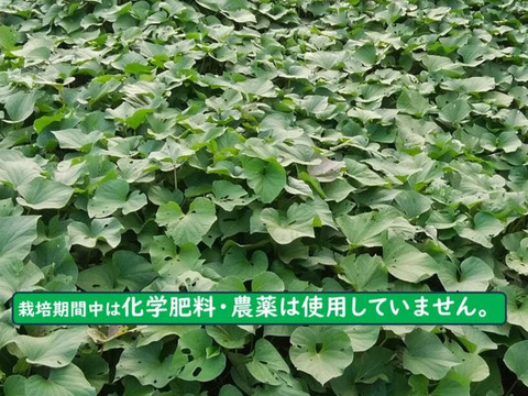 さつまいも（紅はるか）長期間地下室熟成で甘い大分県産　Mサイズ７ｋｇ＋焼芋ジャムのオマケ