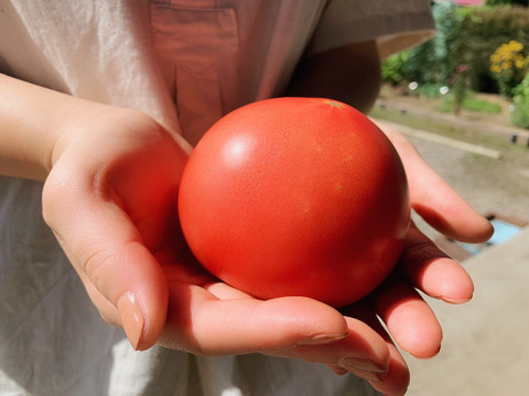 夏の贅沢！清涼感あふれる王道トマト4kg