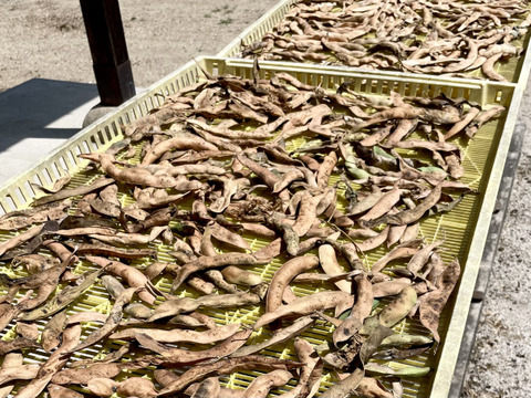 ふっくら！山育ち紫花豆＊農薬化学肥料不使用＊250g