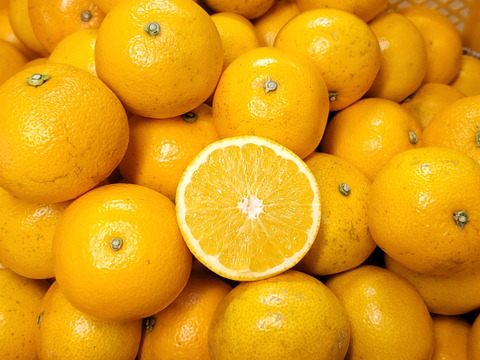 【八朔(はっさく) 小玉Sサイズ以下 ご家庭用 4kg】