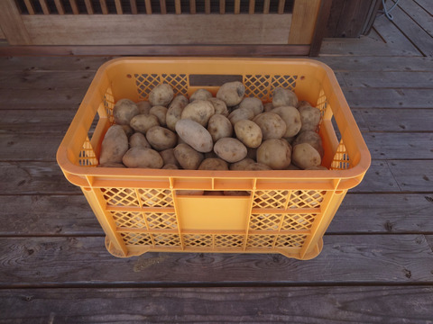 自然栽培　男爵いも　箱込　１０ｋｇ