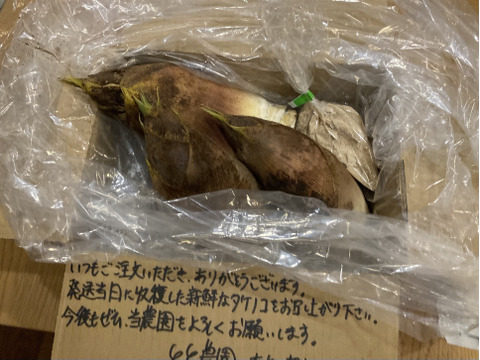 ※予約商品※2026年生たけのこ1.5kg　( 2〜4本入) 採れたてをお届け！