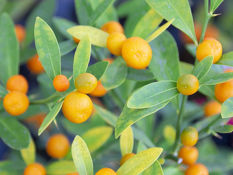 【加工用】南国土佐 完熟金柑お試し１ｋｇ 大小混合サイズ 農薬不使用 自然栽培 四万十産