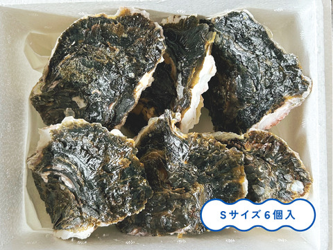 【生食】小ぶりで美味！ミネラルたっぷり岩牡蠣(S6個入)島根県産