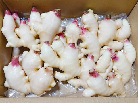 【夏ギフト】産直！新鮮！真っ白で柔らかい新生姜 ２kg (大きめ)高知県産