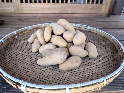 自然栽培　メークイン　箱込　５ｋｇ