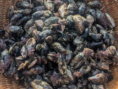 【濃厚"貝"出汁！！】山陰産 「ガゾウ」 (ムラサキインコ貝)　500g　生　※汁物に最適！