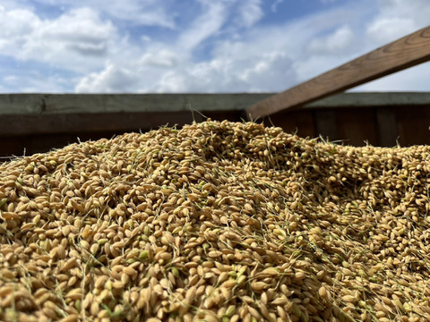 【母の日ギフト・グルテンフリー！】玄米米粉のバウムクーヘン　ホール・カットギフト（ソフトプレーンホール1個・ハードプレーンカット5個）